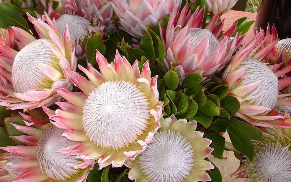 Protea repens