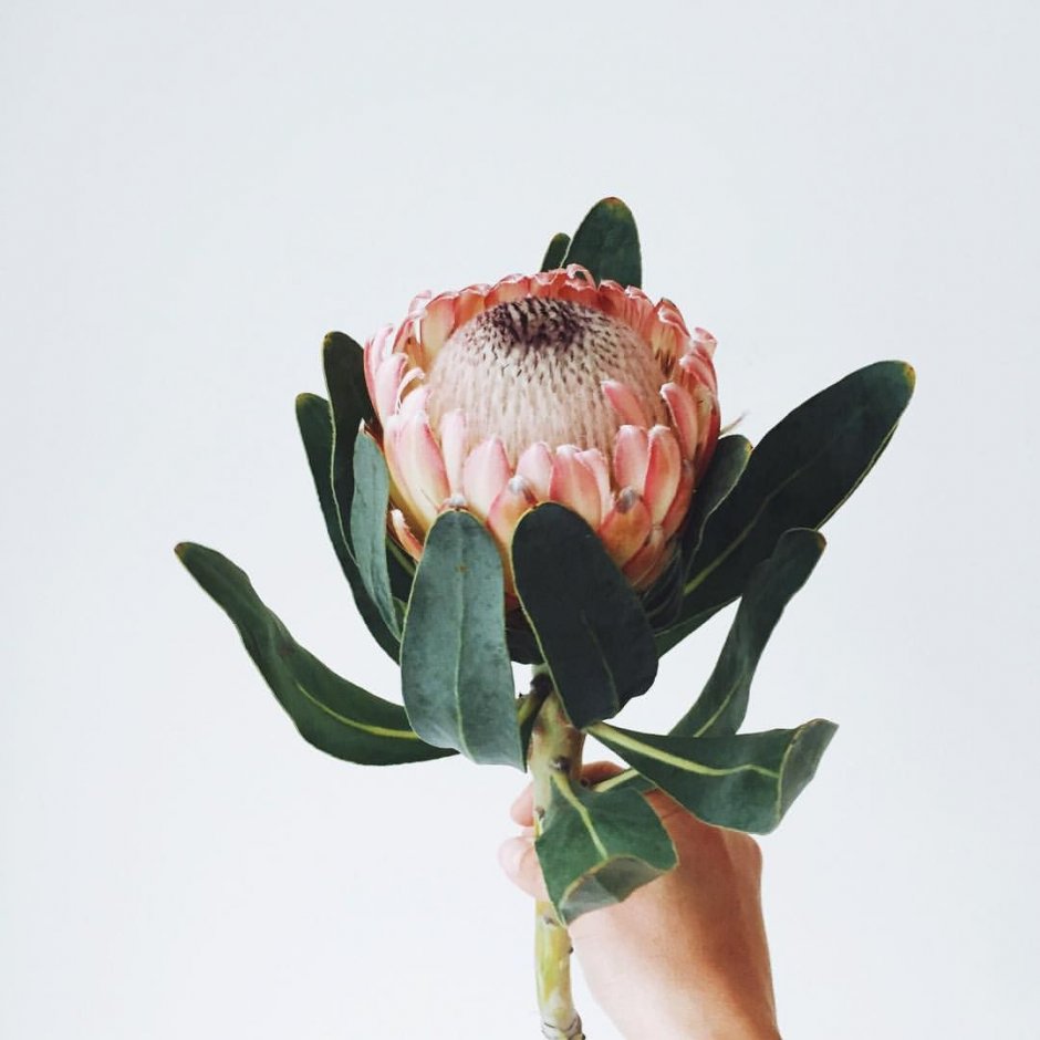 Protea Flower со стеблем