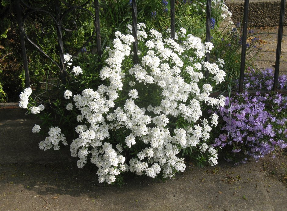Белая невеста цветок многолетний