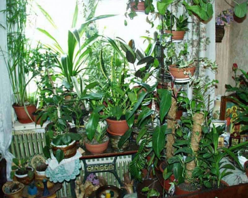Комнатные растения в горшках