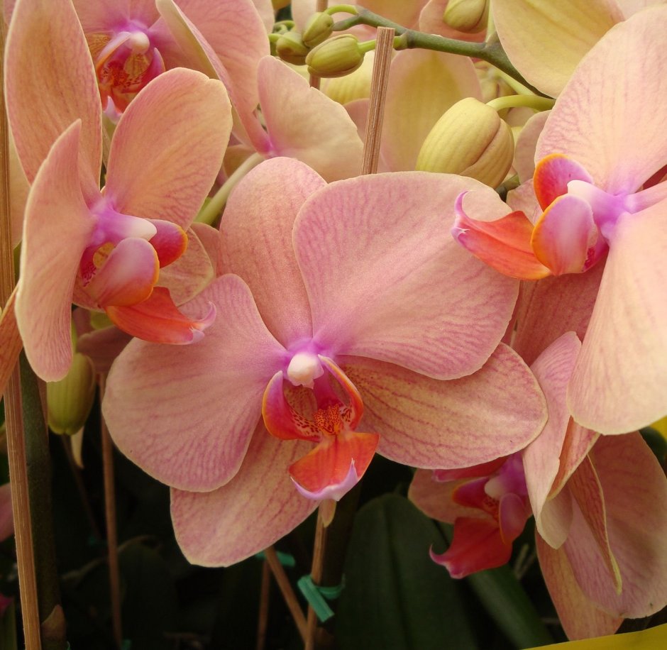 Орхидея Венус и леди мармелад