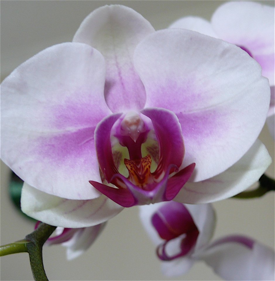 Орхидея фаленопсис голубая
