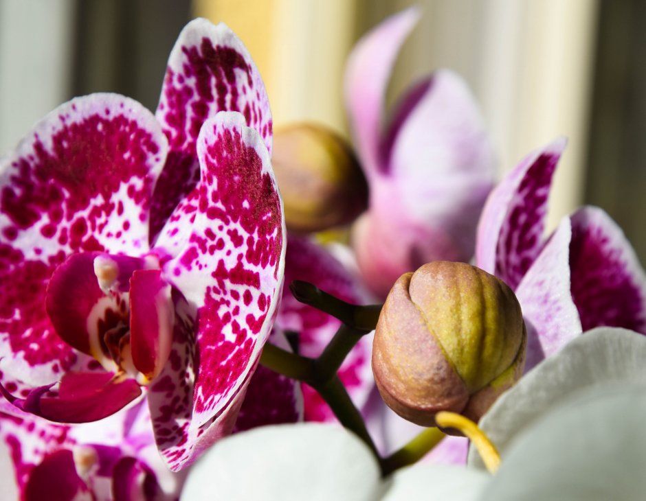 Орхидея фаленопсис Даймонд Скай