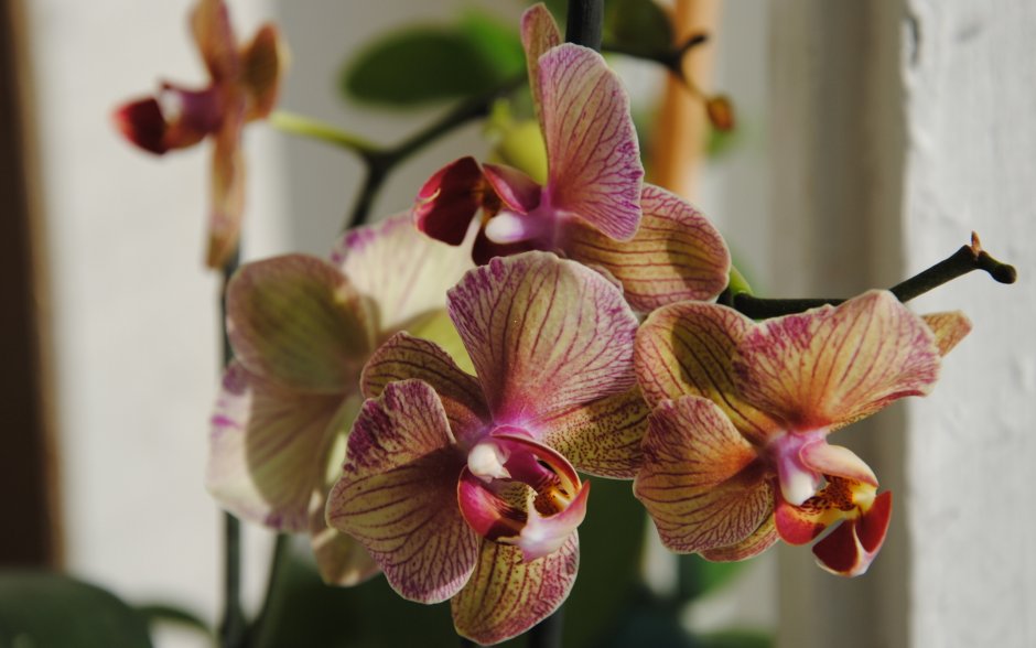 Орхидея Phalaenopsis Astrid