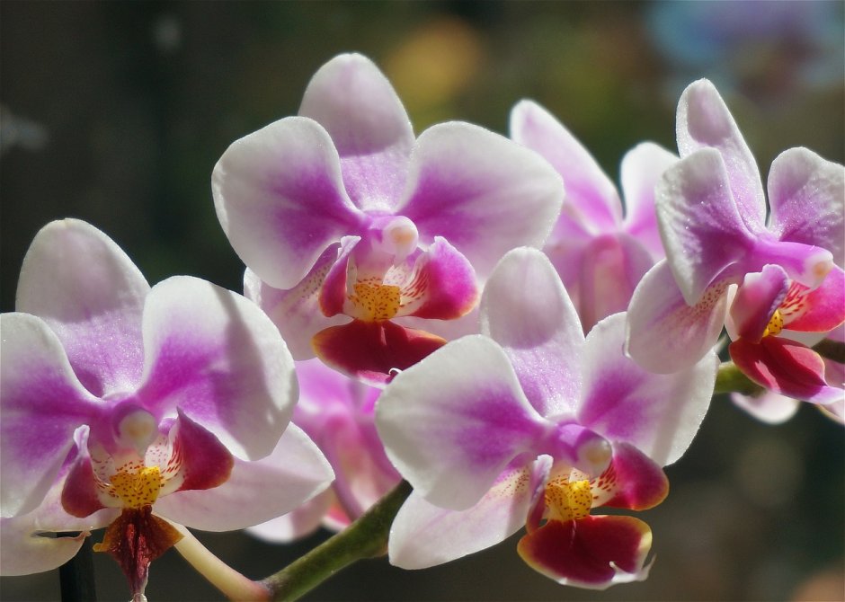 Орхидея Phalaenopsis Manila