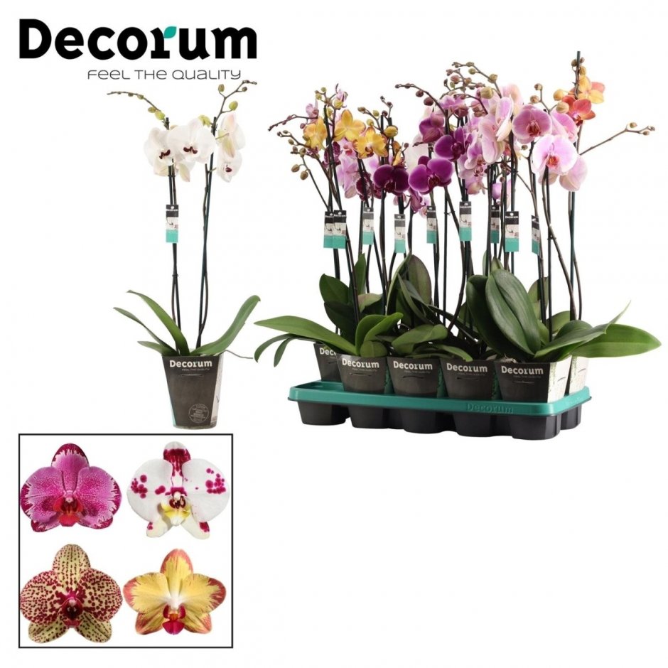 Decorum орхидеи