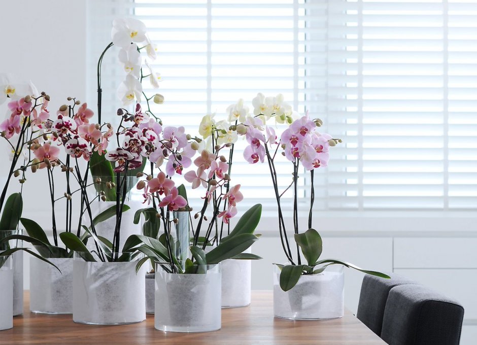Орхидеи в домашнем интерьере
