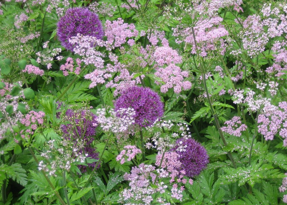 Chaerophyllum hirsutum Roseum