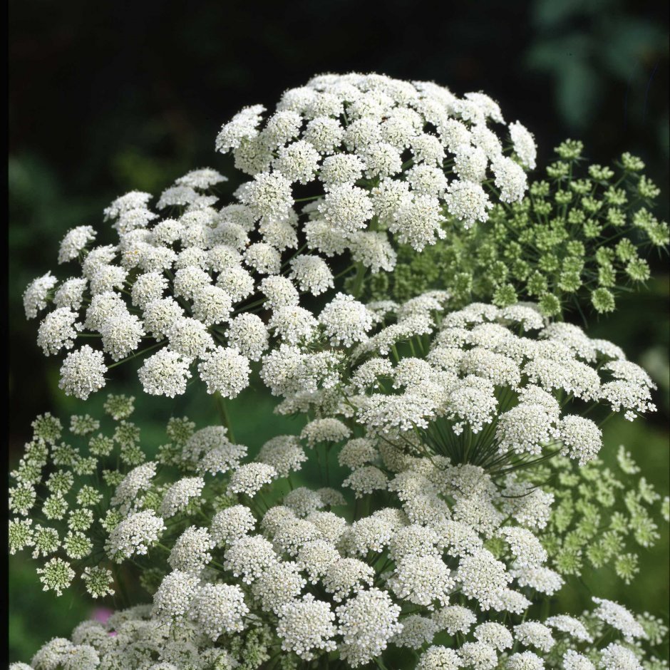 Амми зубная (Ammi Visnaga)