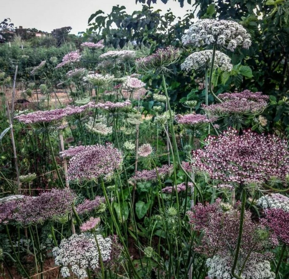 Амми Daucus carota