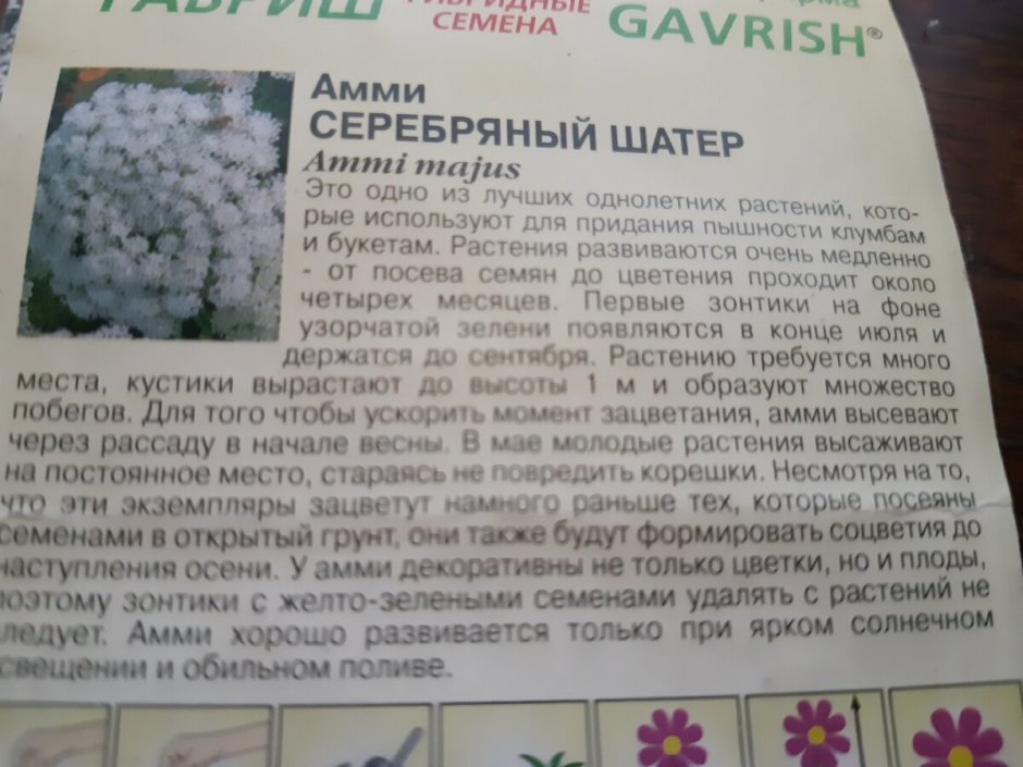 Daucus carota цветок