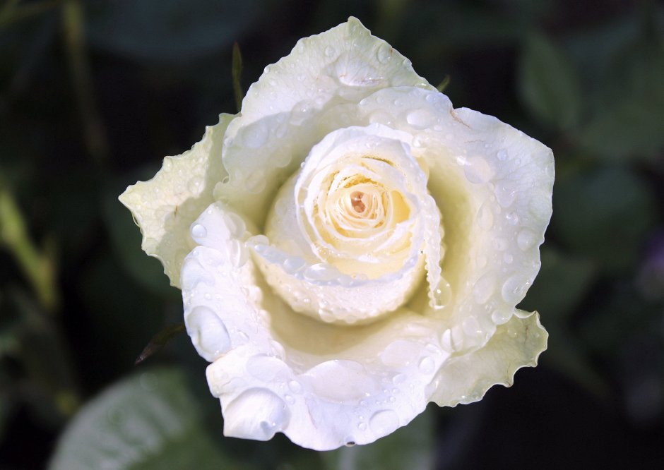 Бело желтые розы