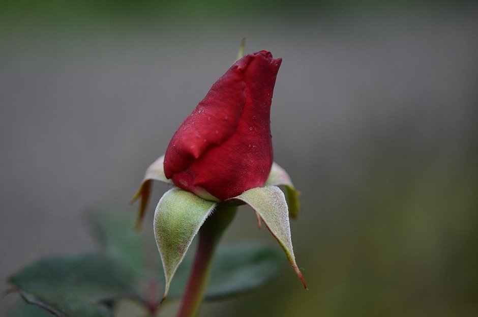 Бело-красные розы флорибунда сорта
