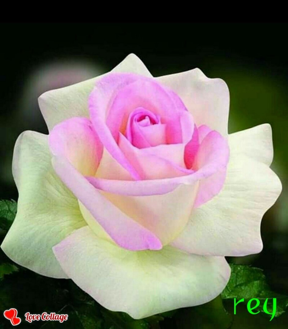 Роза белая с розовой серединкой