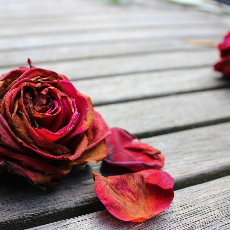 Rose Petals (лепестки роз)
