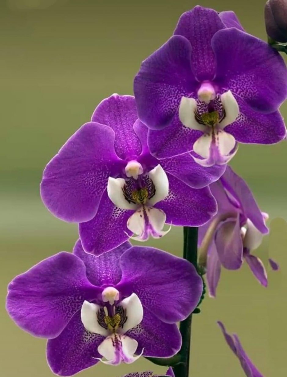 Орхидея Phalaenopsis Cobrion