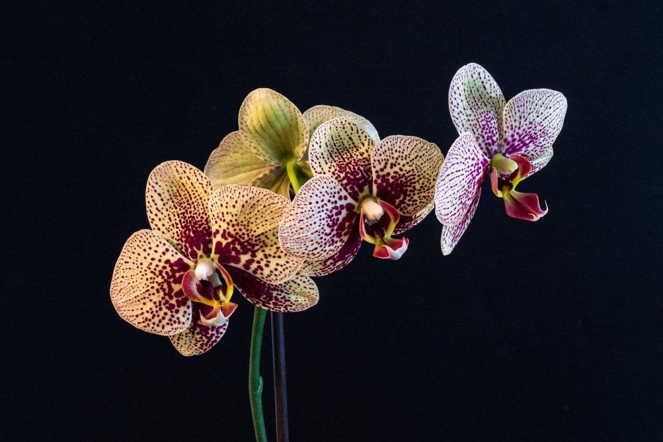 Орхидея Phalaenopsis Kellion