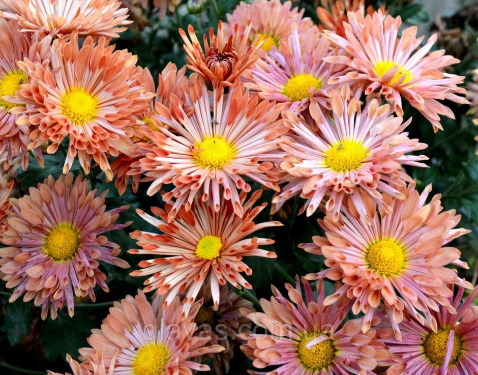 Красивое фото цветов хризантемы Инстаграм