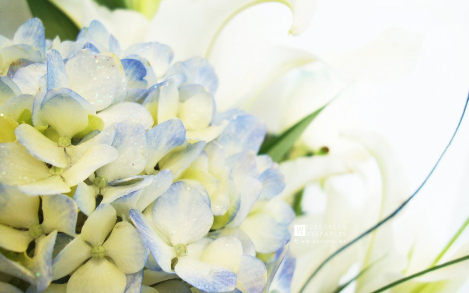 Бело голубые цветы