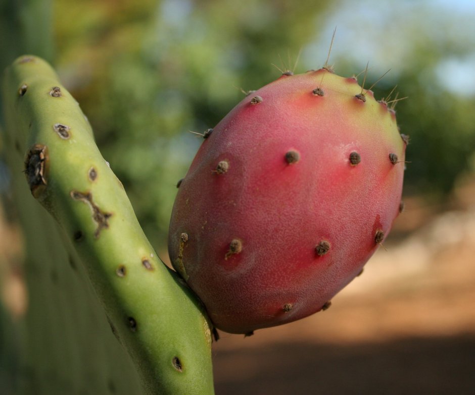 Prickly Pear съедобная