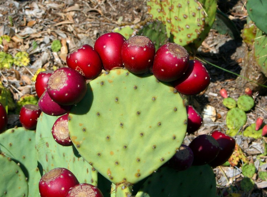 Съедобные кактусы в Мексике