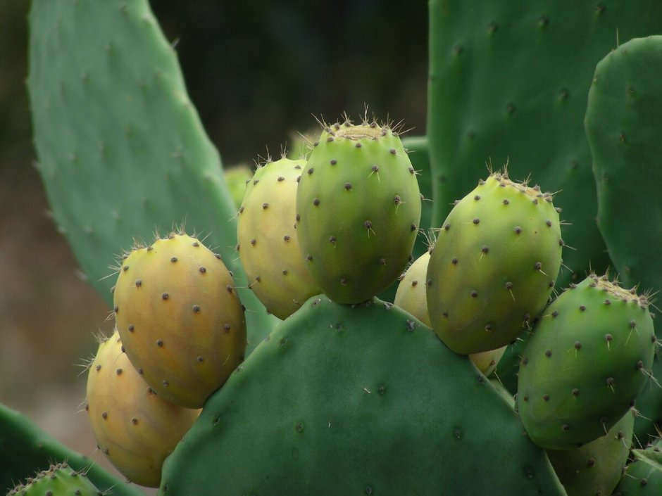 Плоды кактуса съедобные