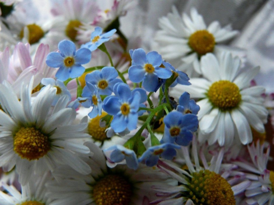 Вышивка лентами полевые цветы Наталья Разживалова