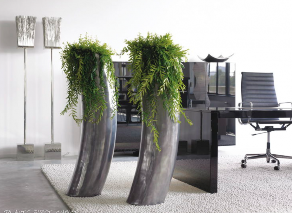 Живые растения в офис