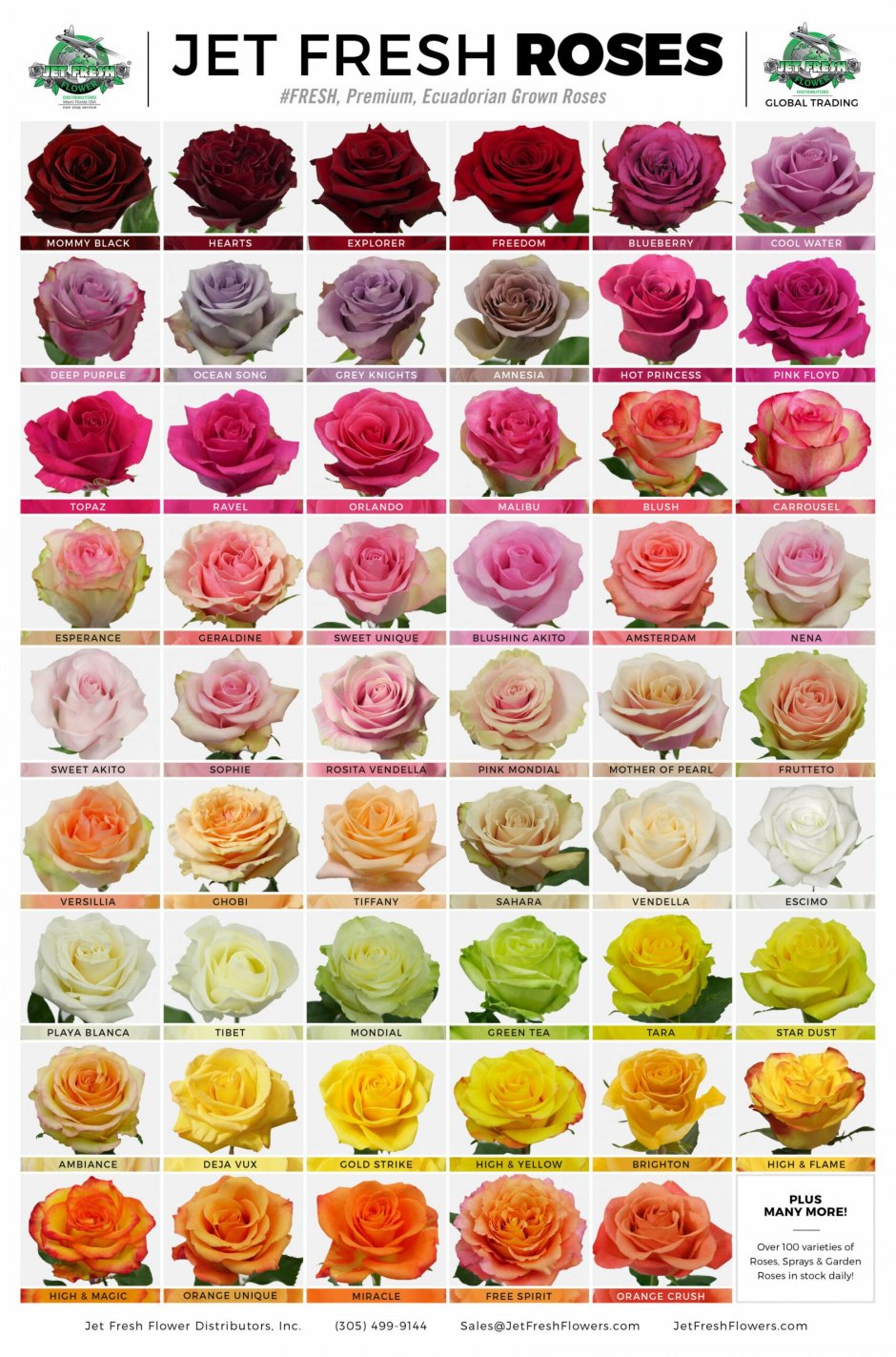 Самые ароматные розы сорта