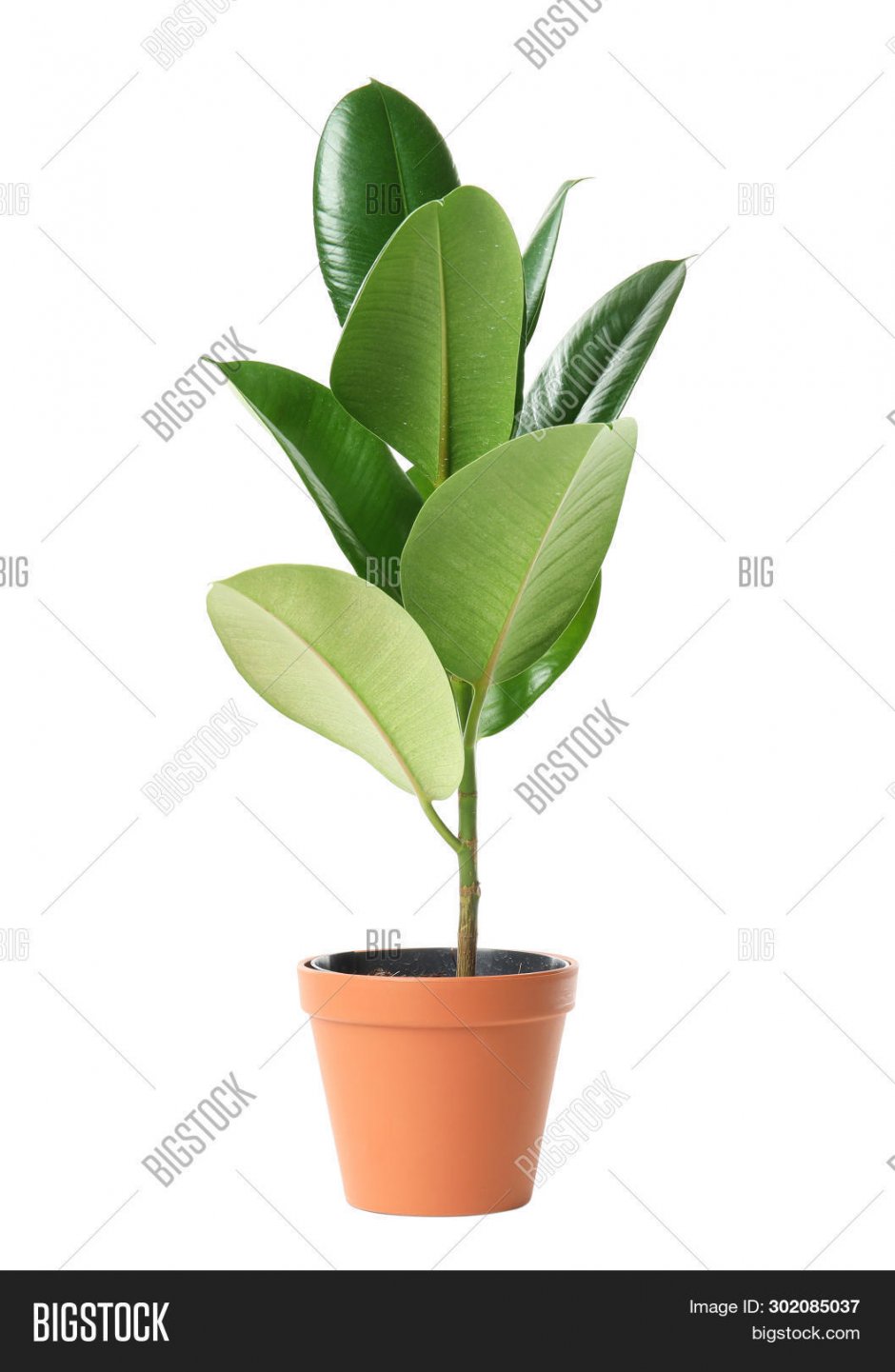 Ficus elastica Abidjan