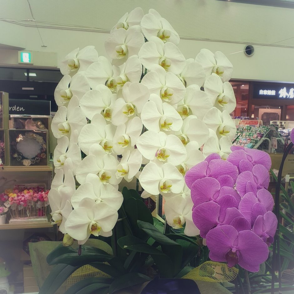 Цимбидиум Орхидея каскадная