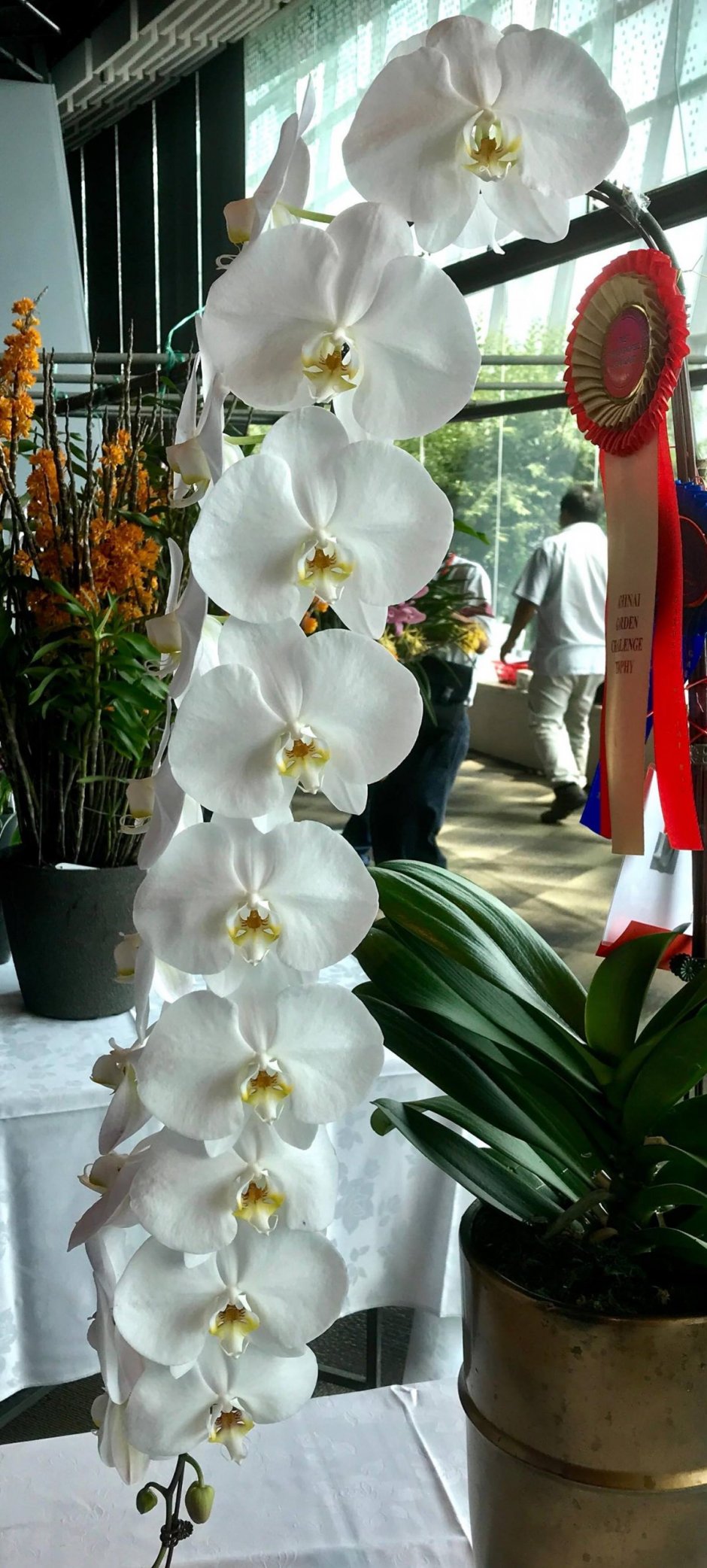 Орхидея Sogo Yukidian