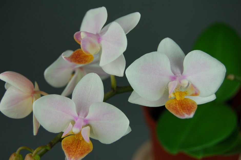 Орхидея Sogo Pinkama