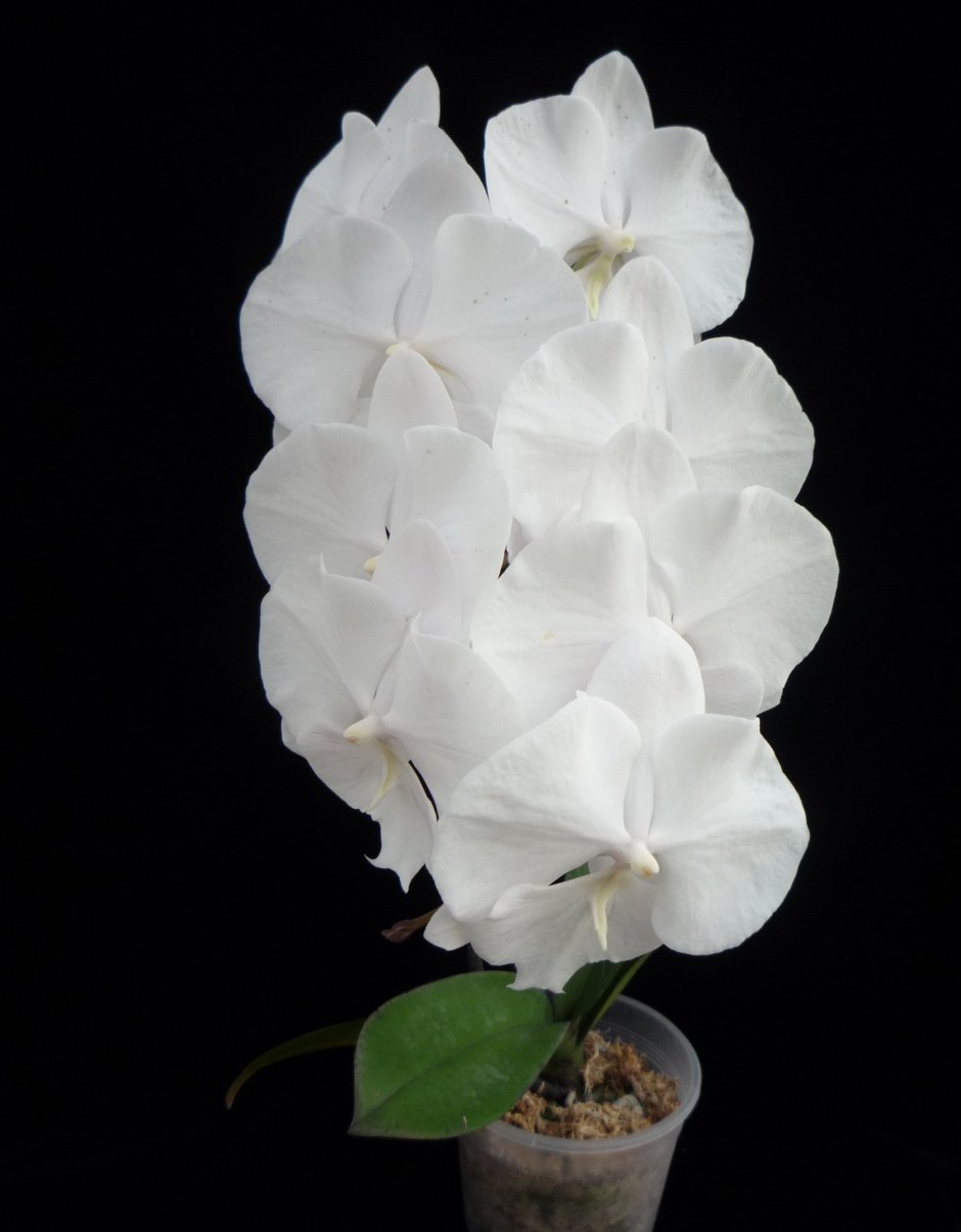 Каскадная Орхидея