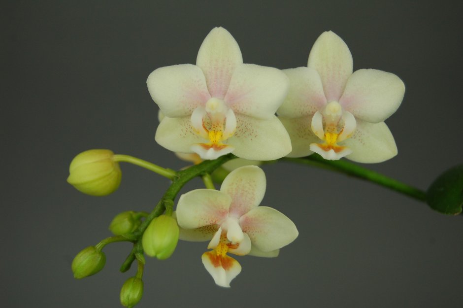 Sogo Vivien Орхидея