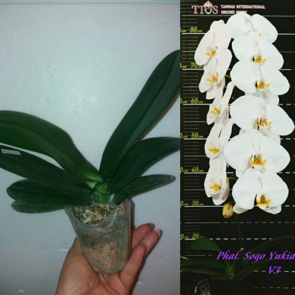 Орхидея фаленопсис Сого Юкидан