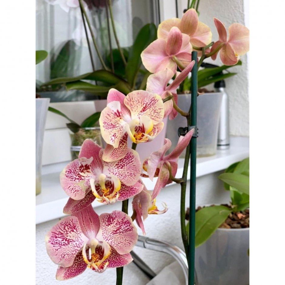 Мэджик Орхидс орхидеи Азии