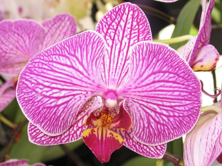 Орхидея ву Тай пин Тонг