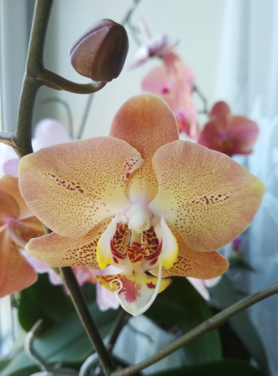 Леко Фантастик Орхидея