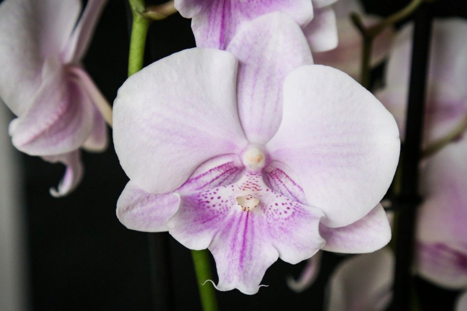 Орхидея джилиан