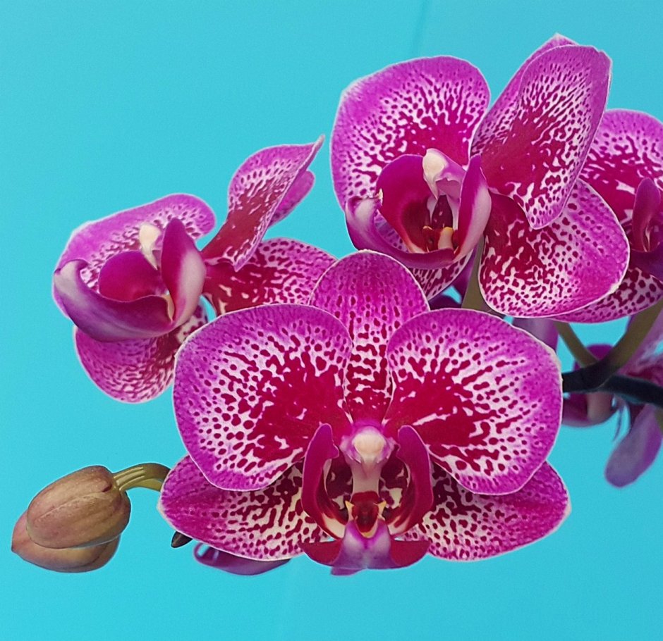 Орхидея Phal Leco fantastic