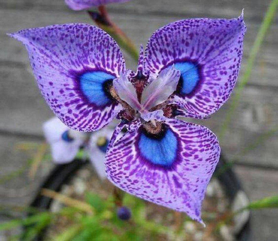 Орхидея фаленопсис Катрина