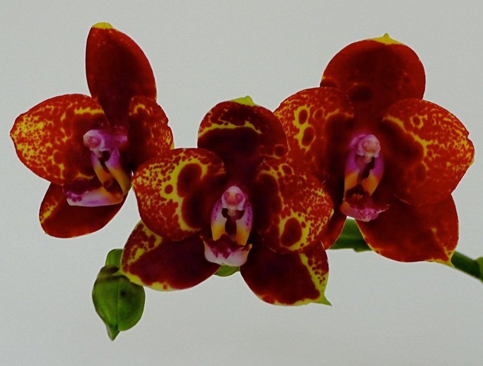 Кольмонара Орхидея