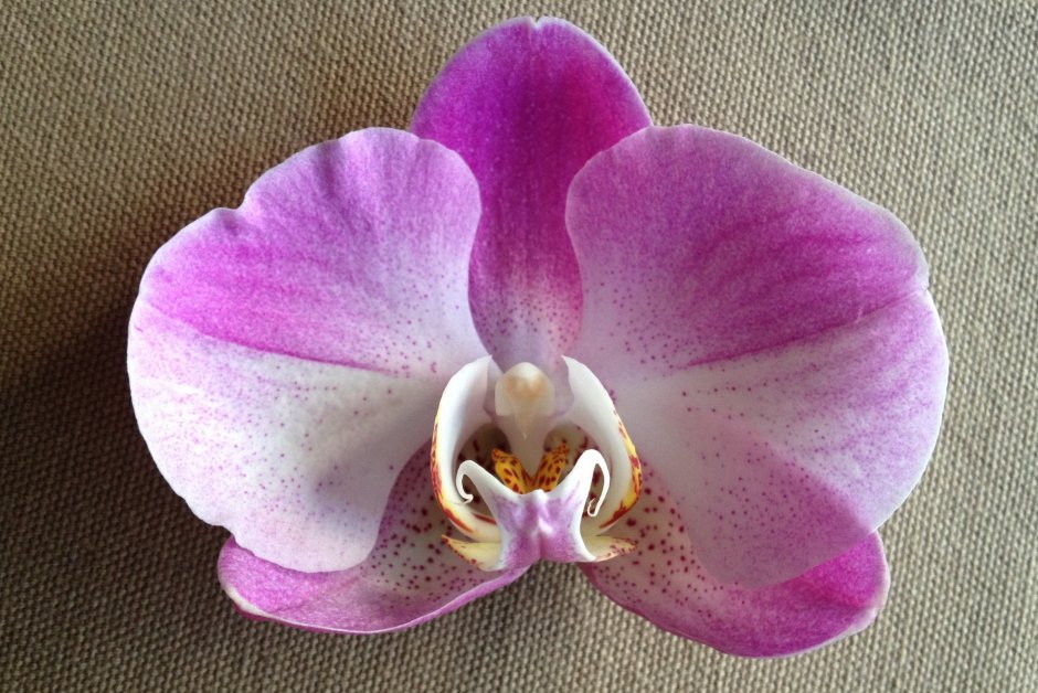 Орхидея Phalaenopsis Salinas