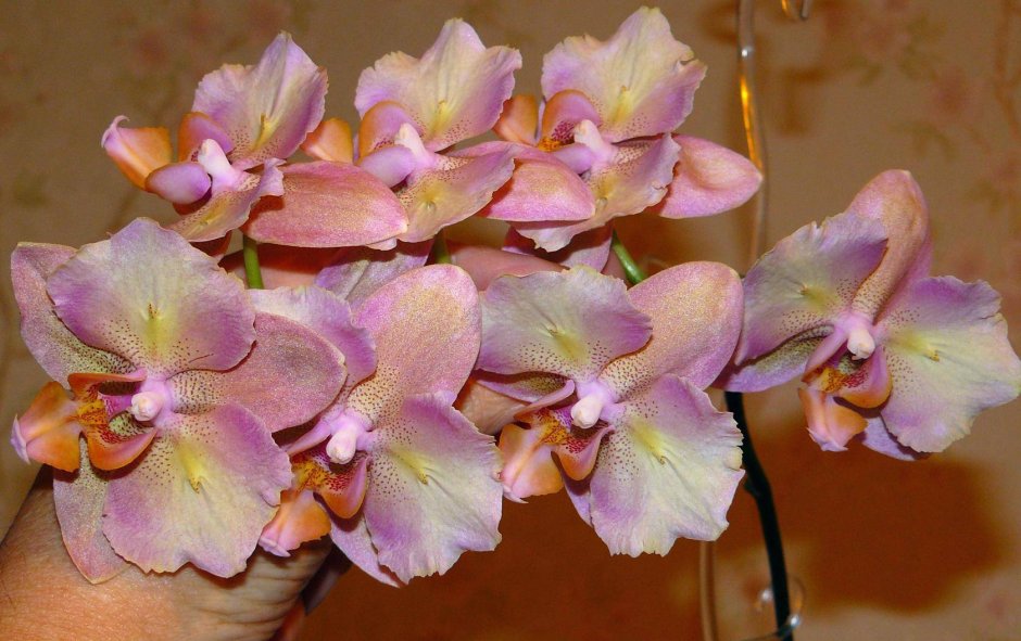 Орхидея Сара Бланш
