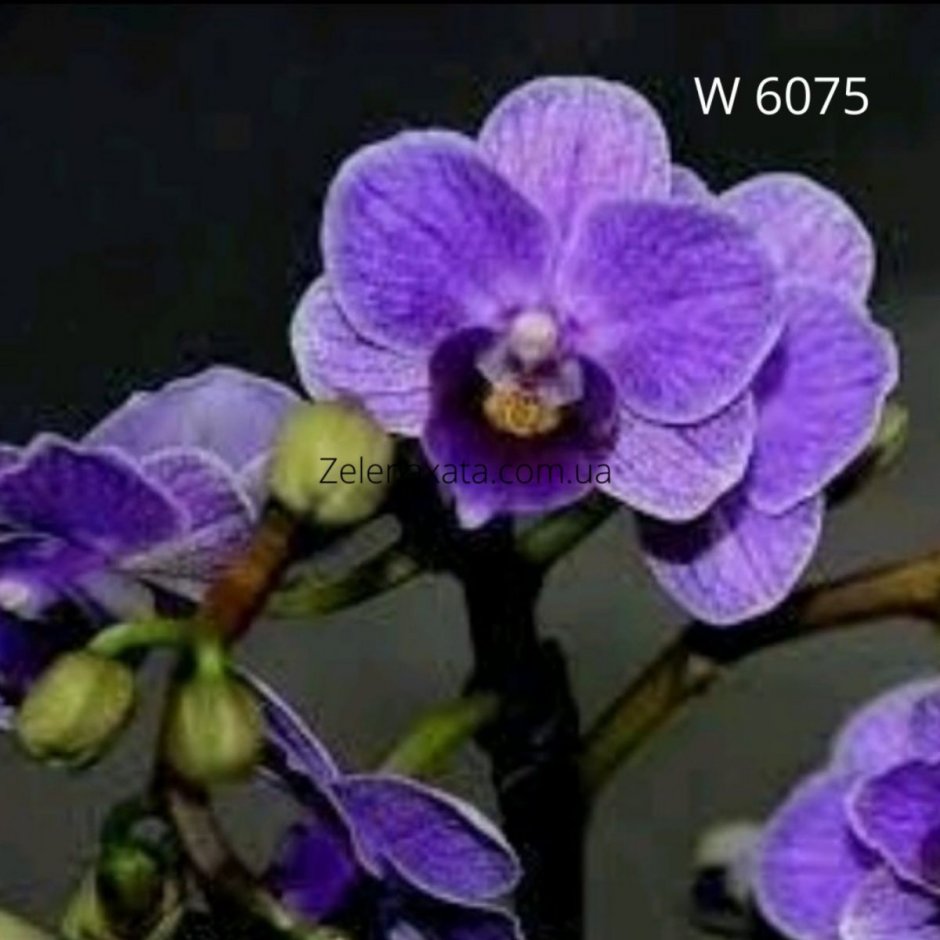 Орхидея Виолет Квин