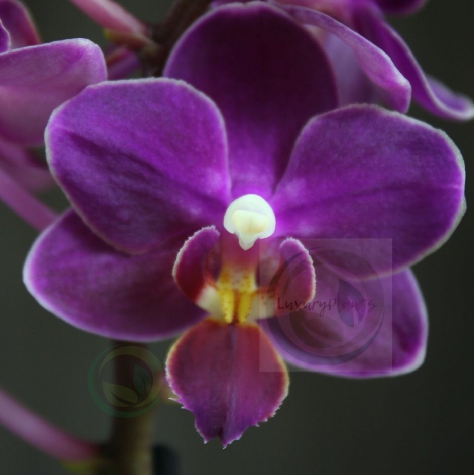 Орхидея Саншайн Sunshine