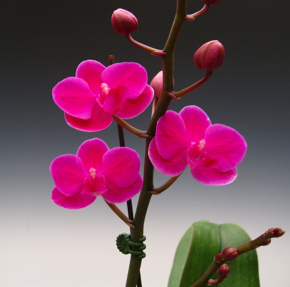 Красивые фото цветов Ирисовая Орхидея