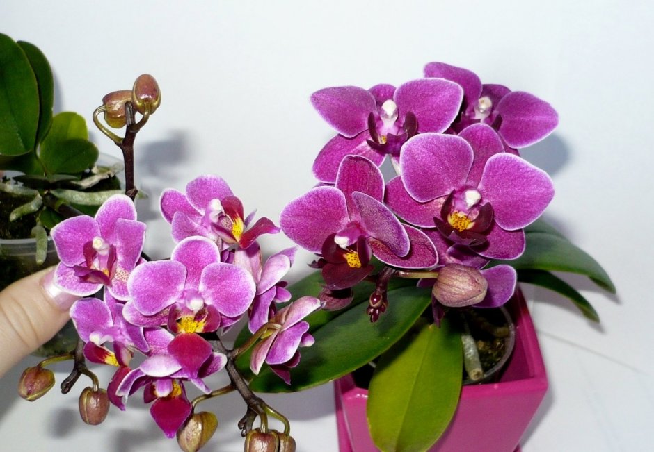 Орхидея Виолетта фаленопсис
