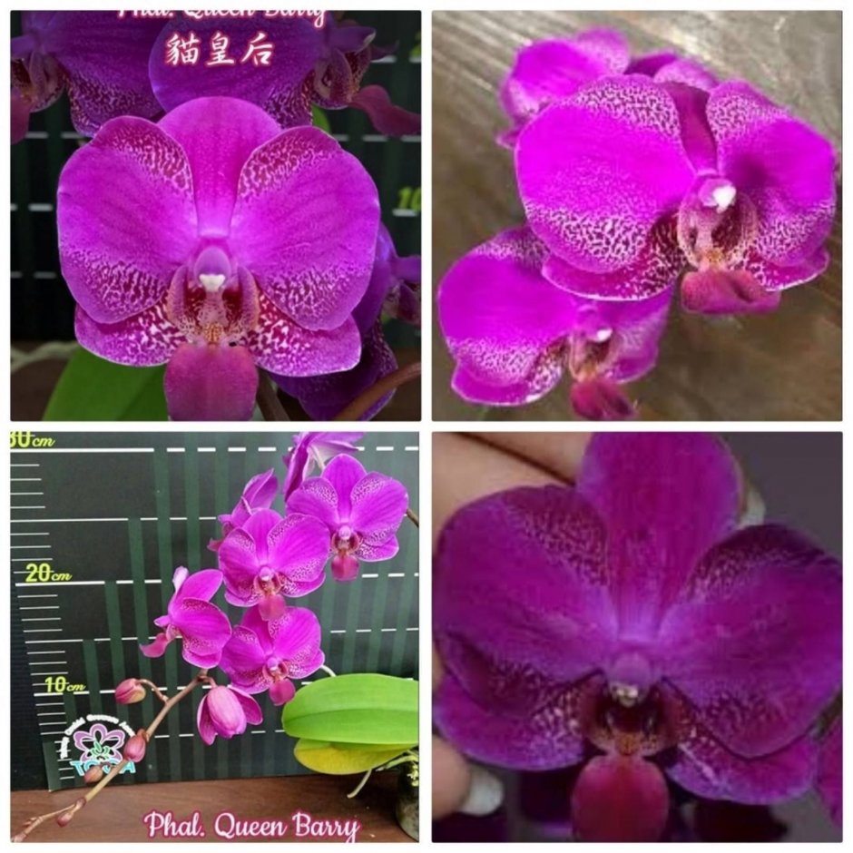 Орхидея Линетте